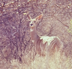 Tragelaphus imberbis