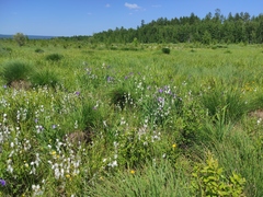 Eriophorum