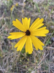 Coreopsis floridana