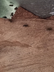 Dolichoderus bispinosus