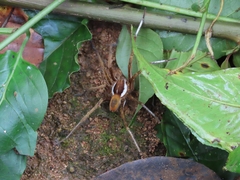 Ancylometes bogotensis