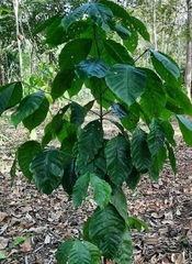 Dysoxylum spectabile