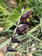 Gladiolus woodii