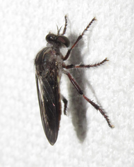 Heteropogon macerinus