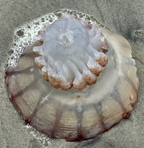Cannonball Jelly photographed in North Carolina