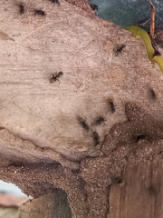 Dolichoderus bispinosus