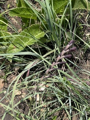 Gladiolus woodii