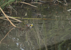 Carduelis carduelis