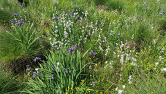 Eriophorum