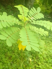 Senna surattensis