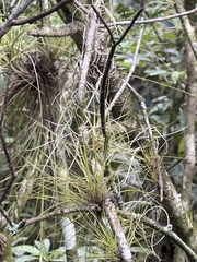 Tillandsia