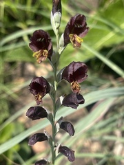 Gladiolus woodii