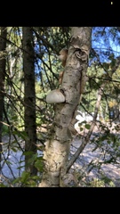 Betula papyrifera