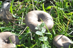 Pseudoclitocybe