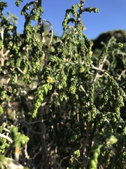 Thymelaea