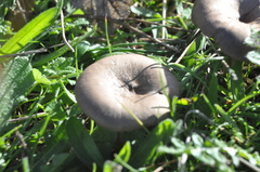 Pseudoclitocybe