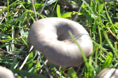 Pseudoclitocybe
