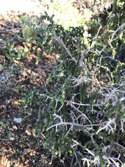 Thymelaea