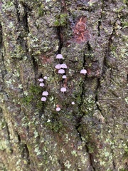 Mycena pseudocorticola