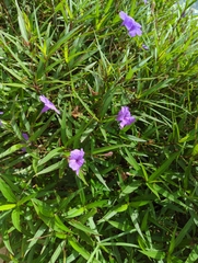 Ruellia simplex