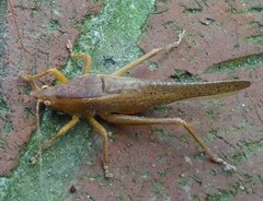 Pyrgocorypha uncinata