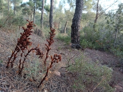 Orobanche amethystea