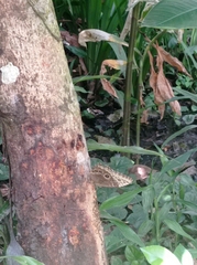 Morpho
