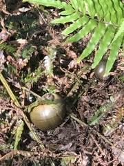 Pomacea paludosa