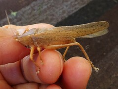 Pyrgocorypha uncinata