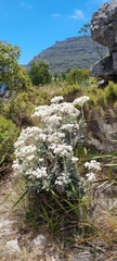 Helichrysum fruticans