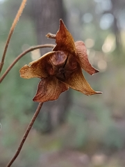 Cistus salviifolius