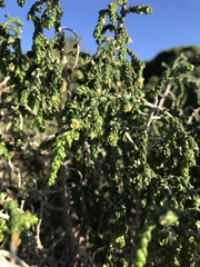 Thymelaea