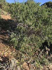 Thymelaea