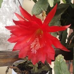 Disocactus