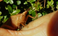 Pyrgocorypha uncinata