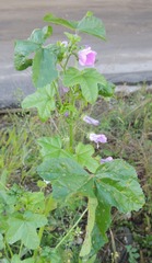 Malva sylvestris