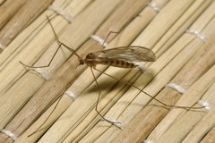 Trichocera annulata