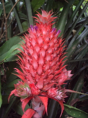 Ananas comosus bracteatus