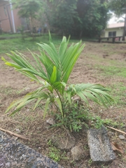 Pinanga dicksonii