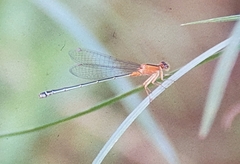 Ischnura