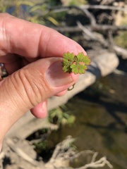 Azolla