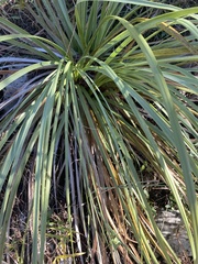 Yucca louisianensis
