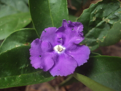 Brunfelsia australis