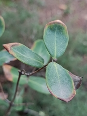 Lonicera implexa