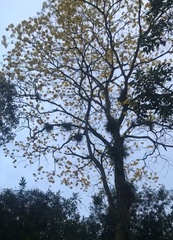 Handroanthus