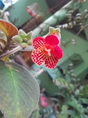 Kohleria
