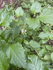 Solanum douglasii