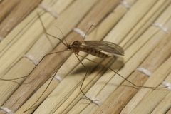 Trichocera annulata