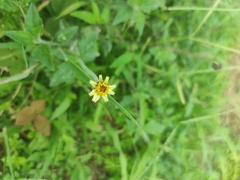 Tridax