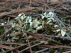 Cladonia foliacea